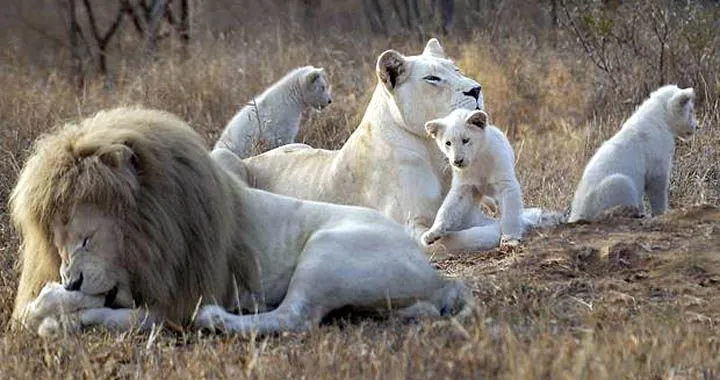Nacieron (y sobreviven) los primeros tres leones blancos en ...