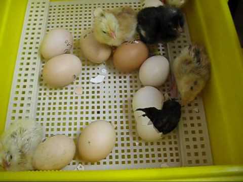 Nacimiento pollitos incubadora - YouTube