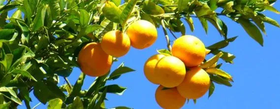 Naranjas del Turia – Naranjas de Valencia -- Venta de NARANJAS DE ...