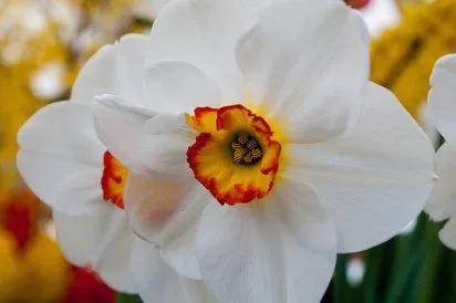 El narciso, una flor de leyenda | Cuidar de tus plantas es ... El narciso, una flor de leyenda | Cuidar de tus plantas es ...