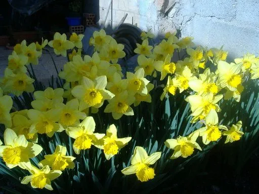 El narciso, una flor de leyenda | Cuidar de tus plantas es ... El narciso, una flor de leyenda | Cuidar de tus plantas es ...