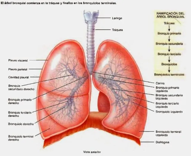 Nariz, senos paranasales - Sistema respiratorio ~ Temas de estudio ...