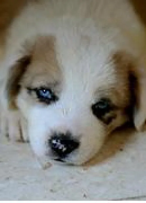 Razas de perros con ojos azules - Imagui