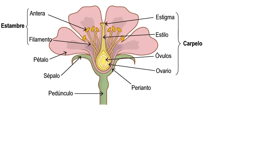componentes masculinos y femeninos de una flor y distintos tipos ...
