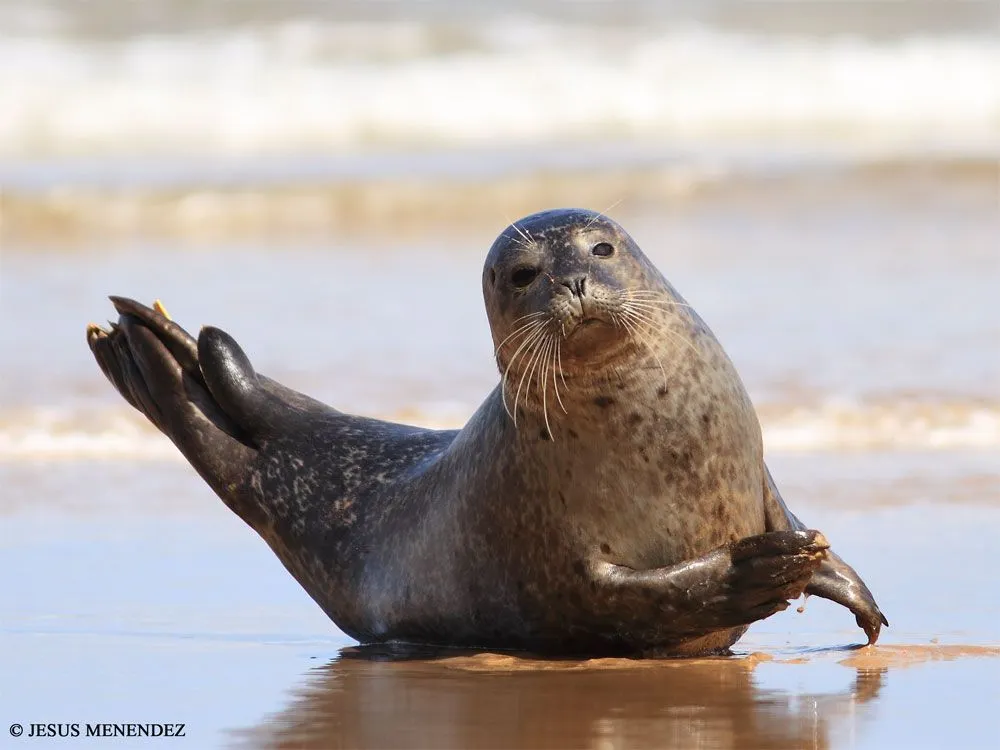 Naturaleza y aves en Cantabria: FOCA COMUN en ORIÑON