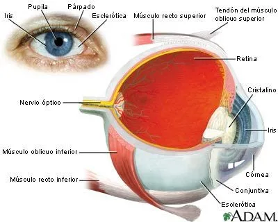 la naturaleza compleja del ojo humano el ojo es quizas el organo de ...