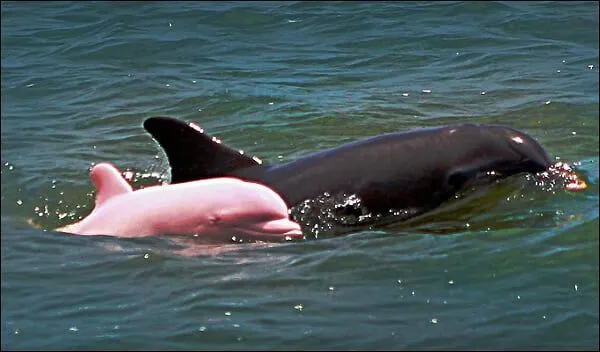 Naturaleza] Delfines rosados podrían desaparecer - Taringa!