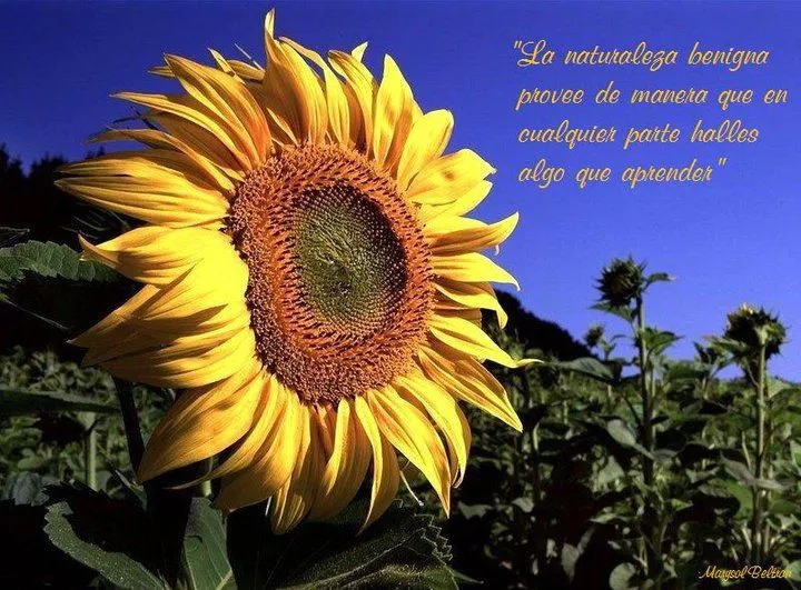 Alusivas a la naturaleza con frases - Imagui Alusivas a la naturaleza con frases - Imagui