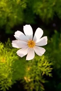 la naturaleza hermosa Flor de Mayo | Descargar Fotos gratis