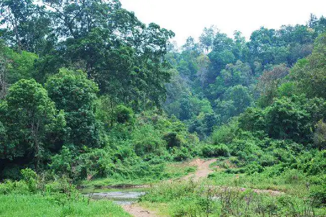 La animada selva de Chiang Mai - ABC.es