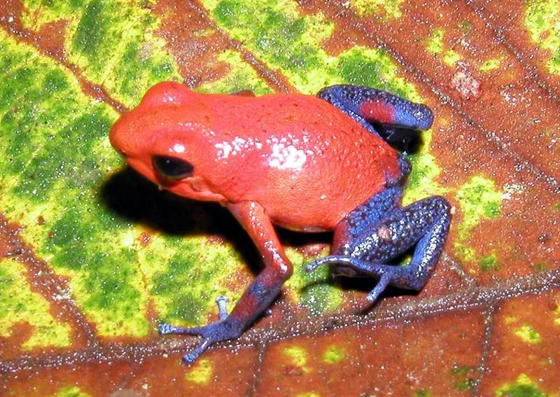 ... anfibios de colores brillantes habitan los bosques tropicales de ... anfibios de colores brillantes habitan los bosques tropicales de