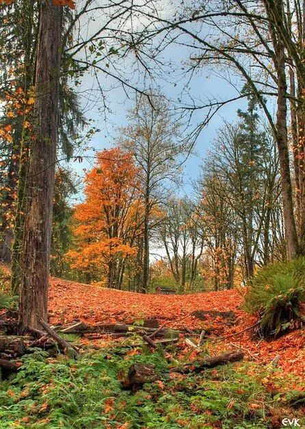 naturaleza oculta árboles naranja otoño derramada | Descargar ...