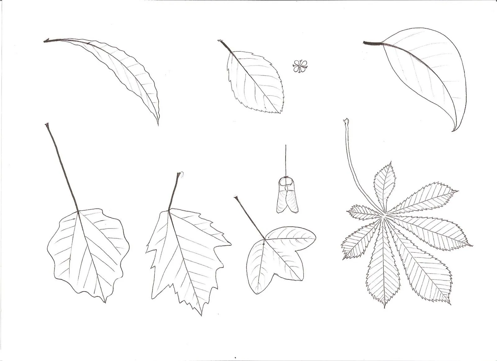 NATURALEZA, pueblos, ríos.: Dibujo hojas. JARQUE NATURALEZA, pueblos, ríos.: Dibujo hojas. JARQUE