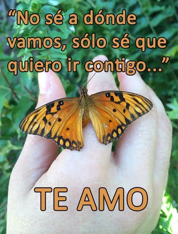 Naturaleza Tropical: Frases de Amor con fotos de Mariposas