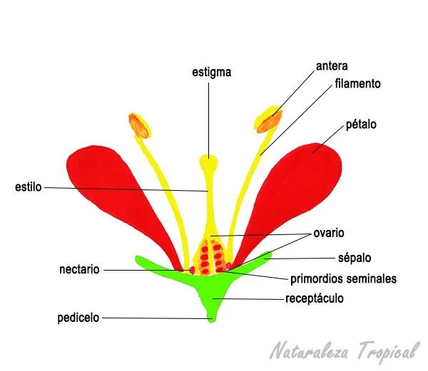 Naturaleza Tropical: Morfología de las flores. Componentes florales.
