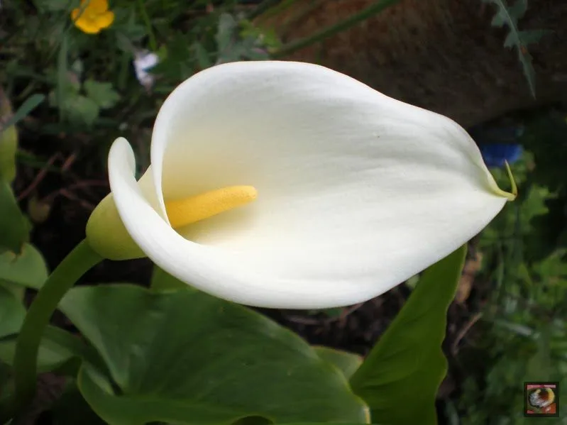 Naturaleza vegetal: Zantedeschia aethiopica (cala blanca, lirio de ...