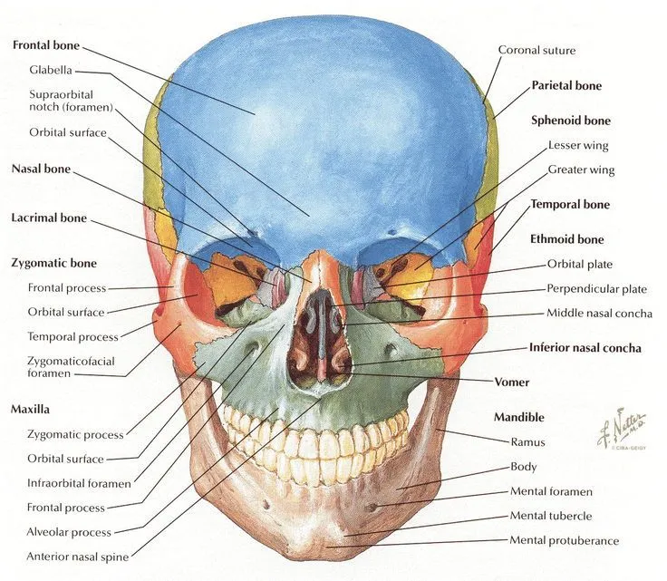 Netter cranium frontal view. | Message Therapy <3 | Pinterest