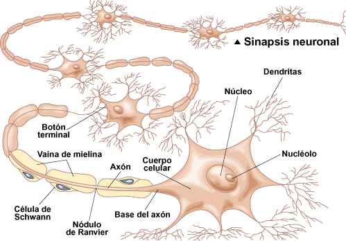 Neurofisiología: Neurona y sus Partes
