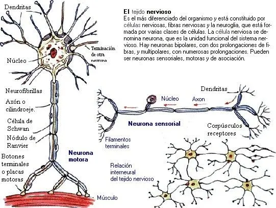 neurona006.jpg