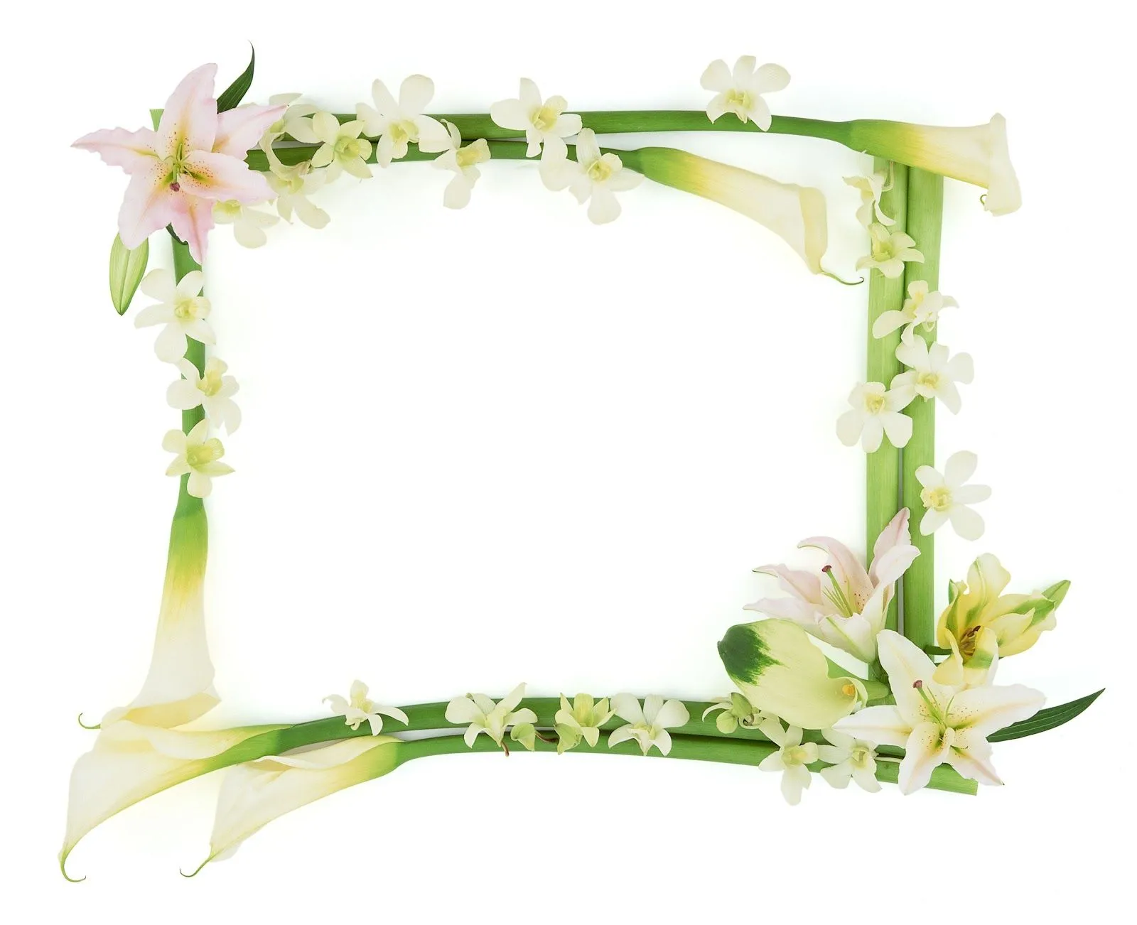 New flower photo frames - Imagui