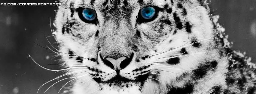 tigre-blanco-[portada para facebook] - Encabezados FB