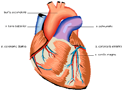 News/Ciencia: El corazón humano es capaz de renovar sus propias ... News/Ciencia: El corazón humano es capaz de renovar sus propias ...