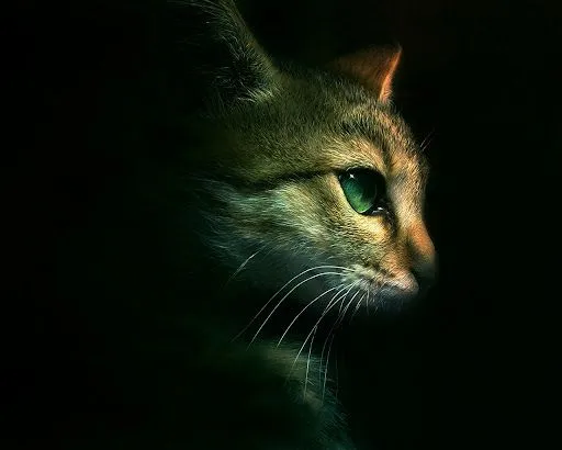 Foto Bazar: gato de ojos verdes - 3D - animales - felinos ...