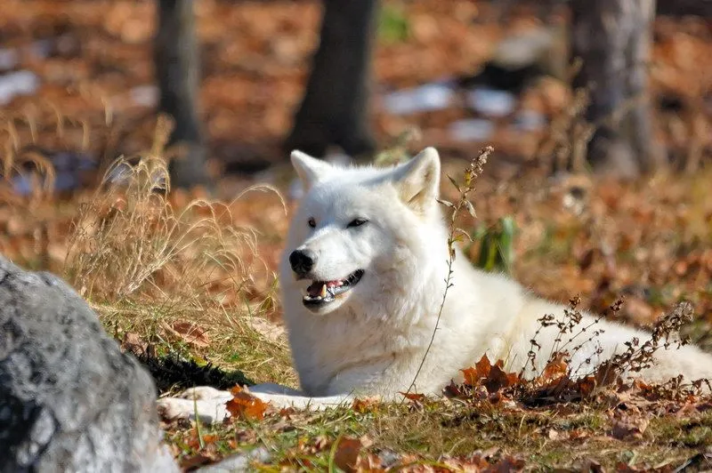 ... lobo majisimo que hace tiempo queesta en mi galeria, es un lobo artico ... lobo majisimo que hace tiempo queesta en mi galeria, es un lobo artico