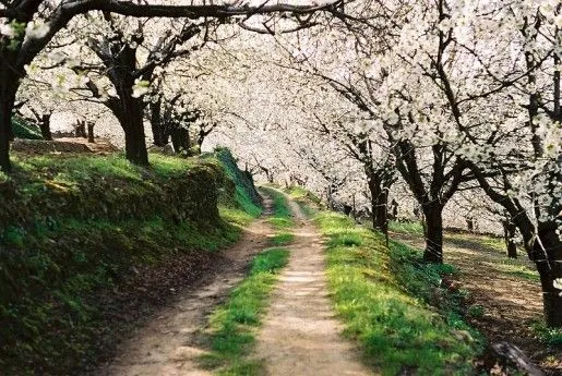 El espectáculo de los cerezos Camino del Bosque de Cerezos en Flor ...