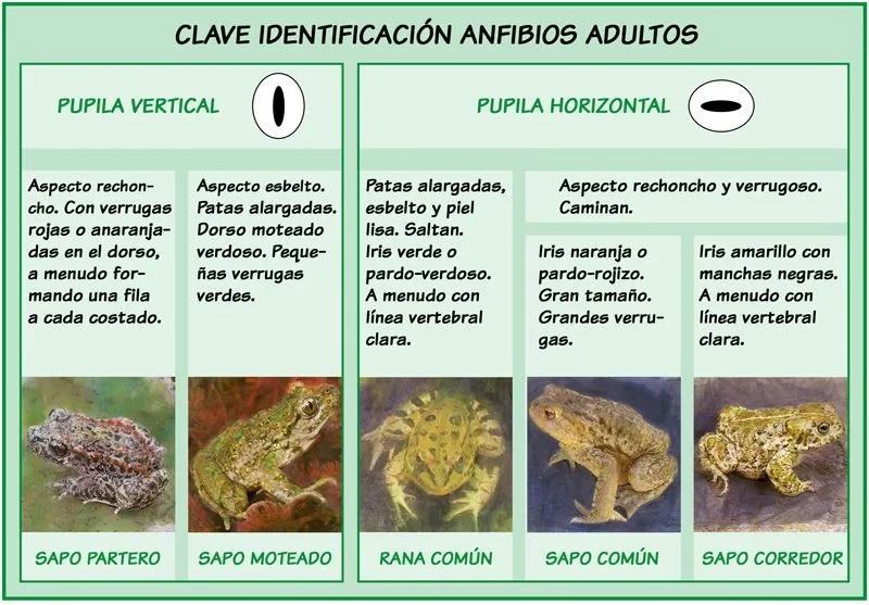 El sapo partero y claves de identificación de los anfibios del ...