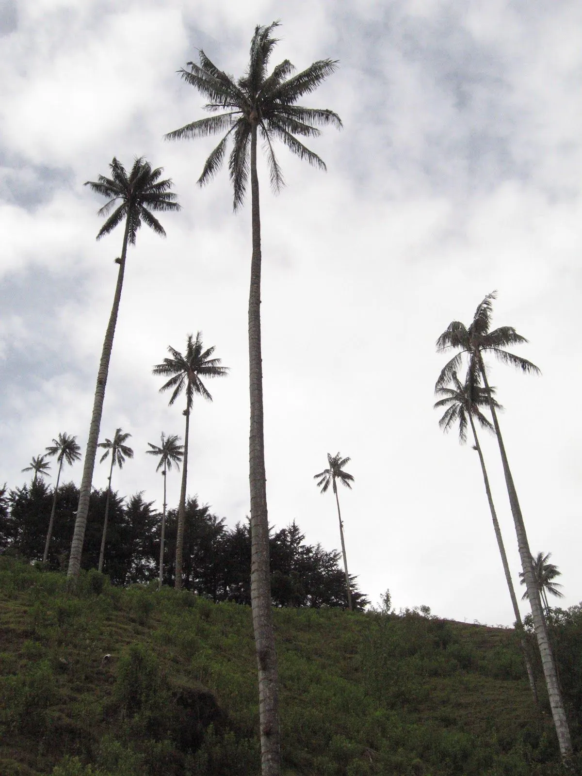 Nombre científico: Ceroxylon quindiuense. Nombre común: Palma de Cera del  Quindío. Es el árbol nacional de Colombia | Palma de cera, Palmas,  Naturaleza