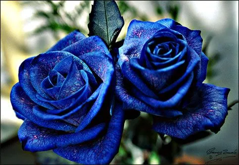 Nombre de flores azules naturales - Imagui