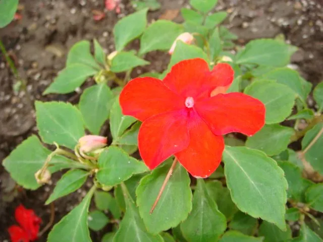 Nombre de estas flores rojas y blancas - Foro de InfoJardín