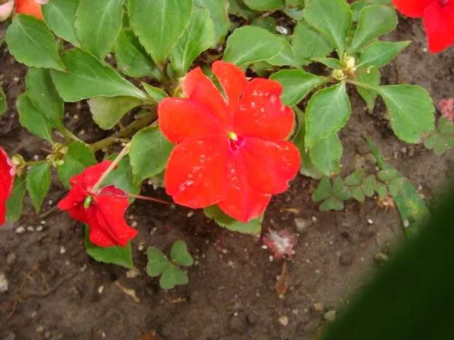 Nombre de estas flores rojas y blancas - Foro de InfoJardín