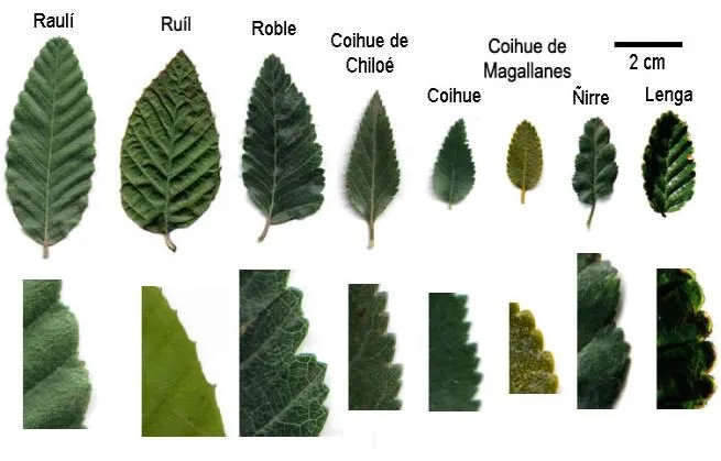 Nombre de hojas de arbol - Imagui