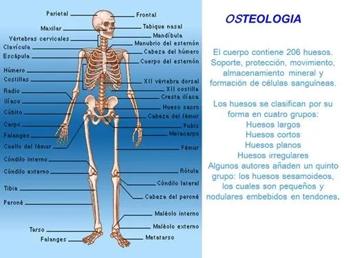 Imagenes del esqueleto humano con los nombres de los huesos - Imagui