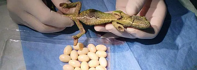 Nacen en el Zoo 29 camaleones por incubación artificial. La Voz ...
