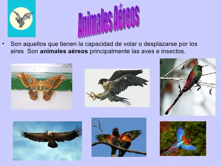 Nombres y dibujos de animales aereos - Imagui