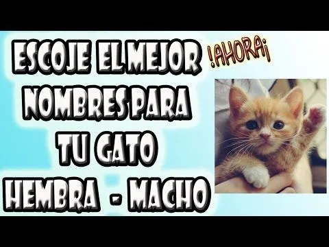 Nombres Para Gatos Hembras Machos | Origen y Significado 2014 ...