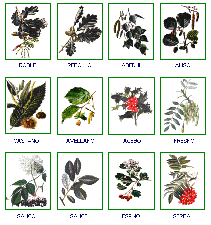 Nombre de hojas de arboles y plantas - Imagui