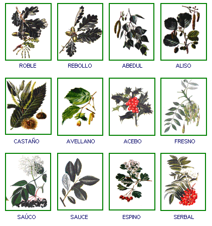 Nombres de hojas de arboles y plantas - Imagui Nombres de hojas de arboles y plantas - Imagui