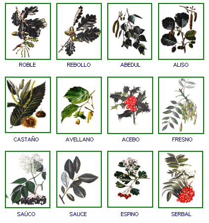 Hojas de arboles nombres - Imagui