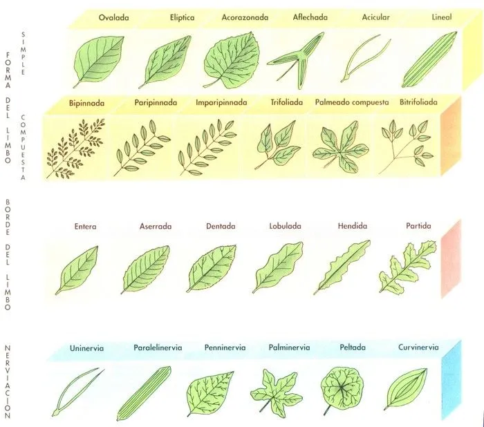 Tipos de hojas de árboles con su nombre - Imagui