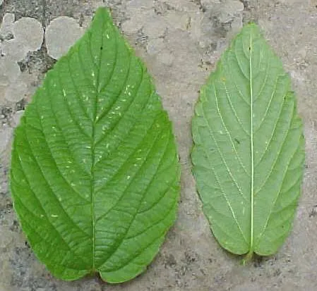 Nombres de hojas de plantas - Imagui
