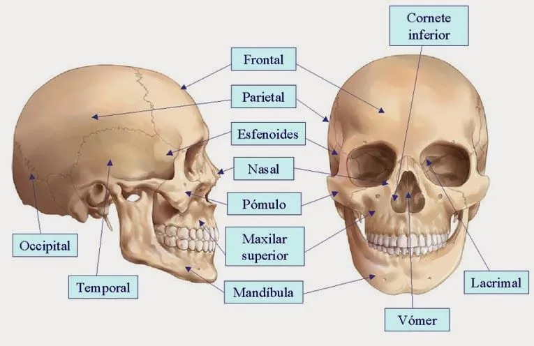 Nombres de los huesos de la cabeza humana - Imagui