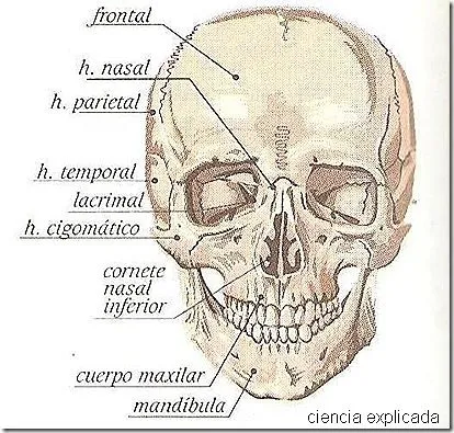 Nombres de los huesos de la cabeza - Imagui