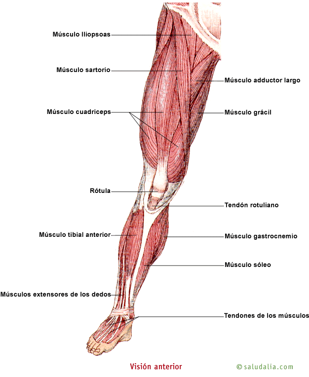 Nombres de musculos en las piernas - Imagui