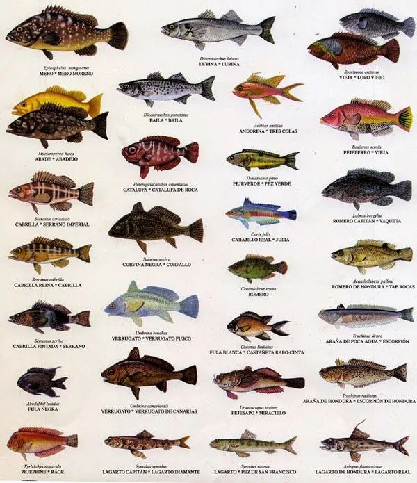 Nombres de pescados de mar - Imagui