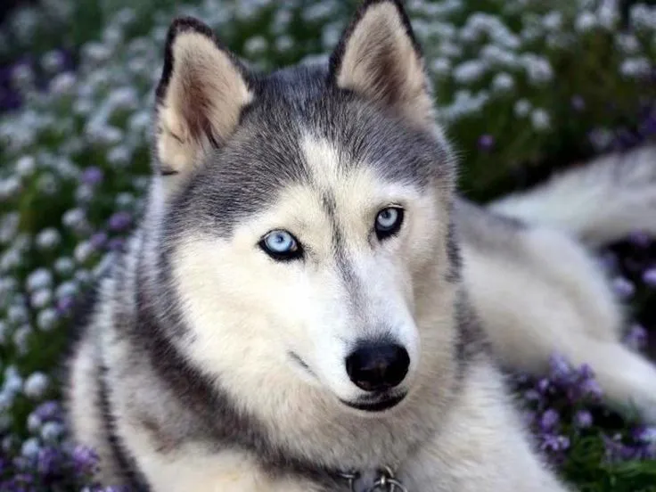 7 nombres para perros Husky Siberiano | Nombres de perros