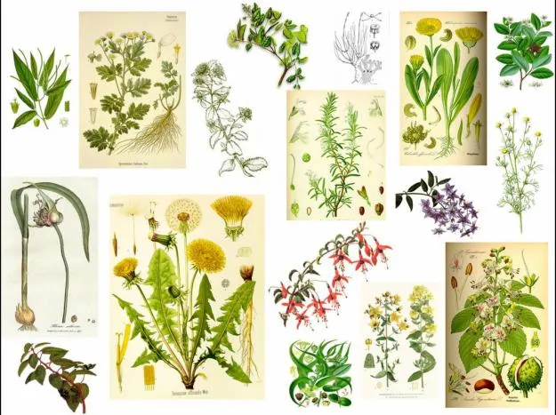 Plantas medicinales y otras hierbas | Nines y sus historias